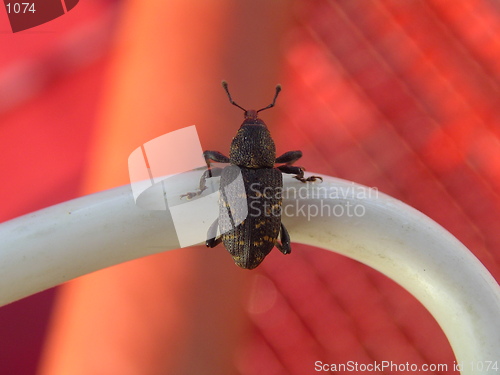 Image of Beetle  (Hylobius abietis)