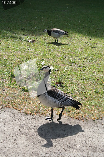 Image of Sea- birds