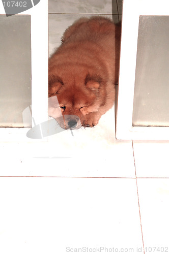 Image of puppy behind the sliding door`