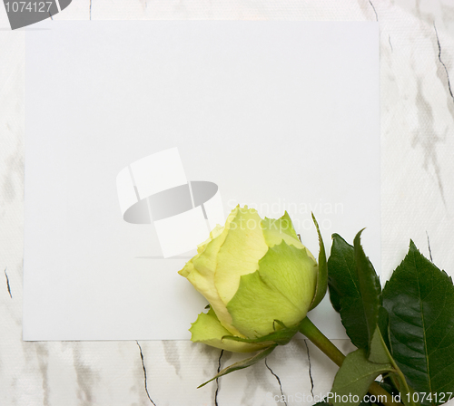 Image of Rose on a blank leaf paper