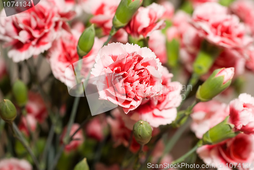 Image of Beautiful carnation flowers or pinks