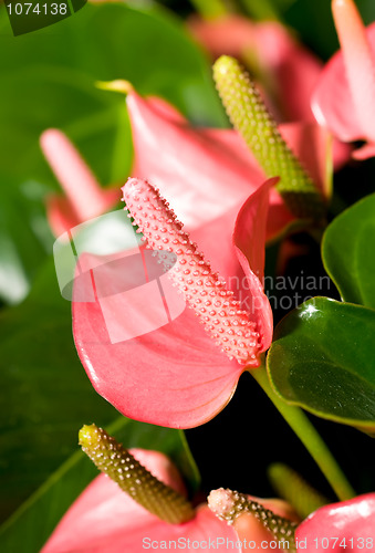 Image of Close-up of beautiful anturium flowers