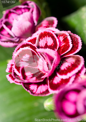 Image of Close-up of carnation