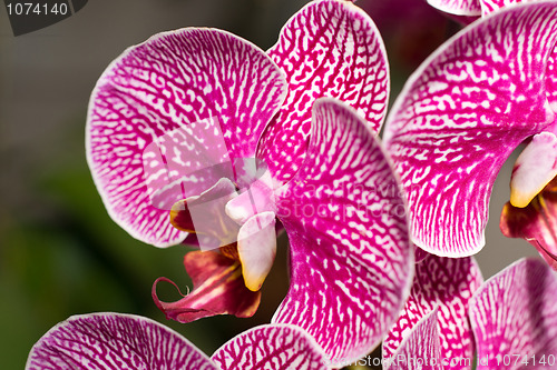 Image of Close-up of cymbidium or orchid