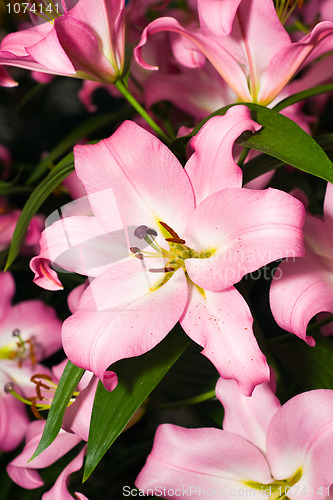 Image of Close-up of pink Lily from Keukenhof park