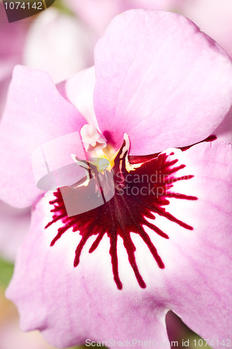 Image of Close-up of pink orchid