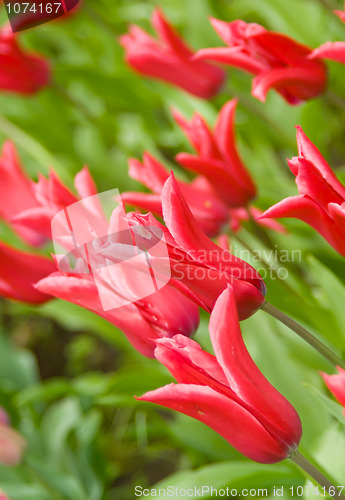 Image of Dutch Flowers. Red tulips in Keukenhof park