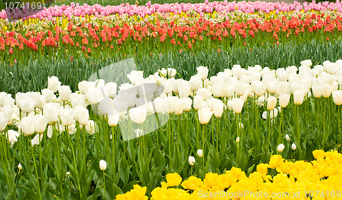 Image of Dutch tulips flowerbed in Keukenhof 
