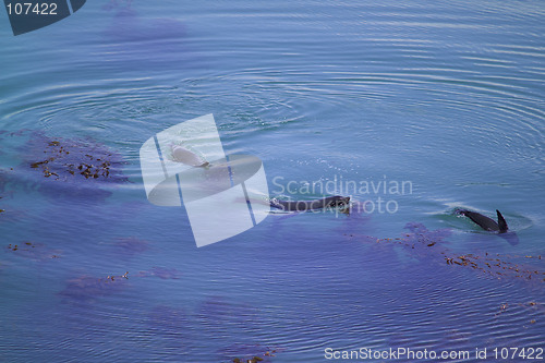 Image of seals playing in water