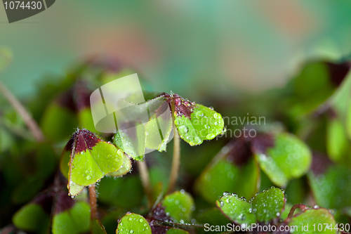 Image of Four leaved Clover