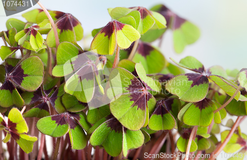 Image of Four leaved Clover