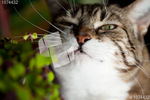 Image of Cat and Four leaved Clover