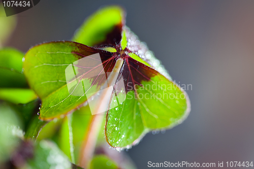 Image of Four leaved Clover