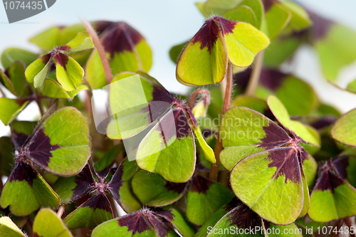 Image of Four leaved Clover