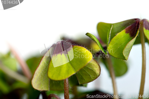 Image of Four leaved Clover