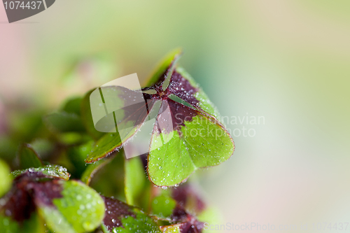 Image of Four leaved Clover