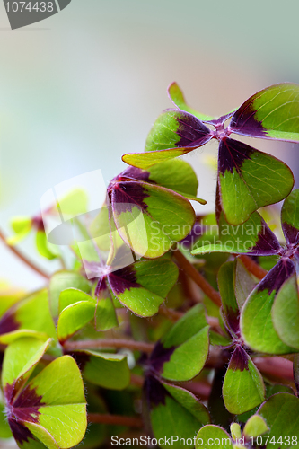 Image of Four leaved Clover