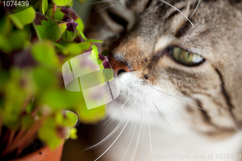 Image of Cat and Four leaved Clover