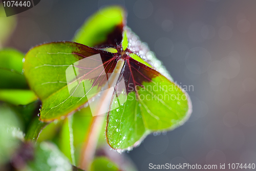 Image of Four leaved Clover