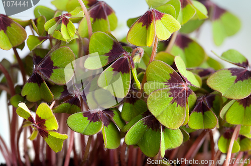 Image of Four leaved Clover