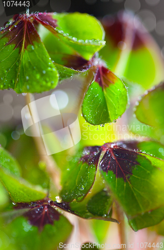 Image of Four leaved Clover