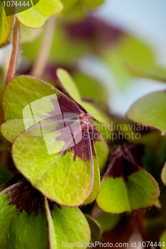 Image of Four leaved Clover