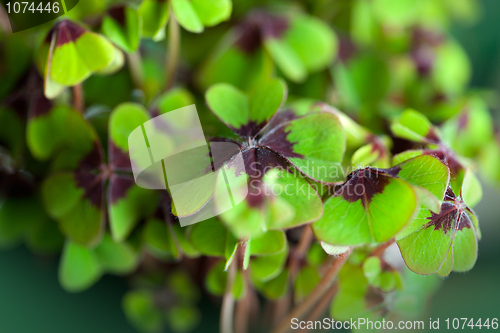 Image of Four leaved Clover