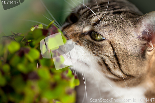 Image of Cat and Four leaved Clover