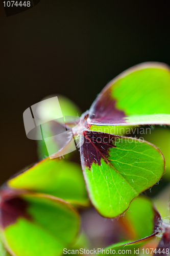 Image of Four leaved Clover