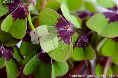 Image of Four leaved Clover