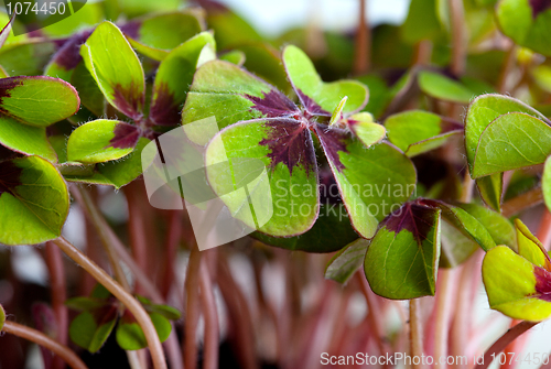 Image of Four leaved Clover