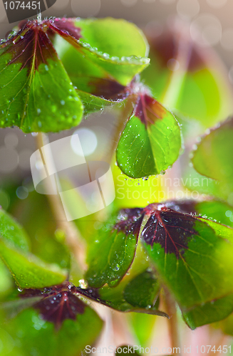 Image of Four leaved Clover