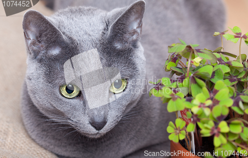 Image of Cat and Four leaved Clover