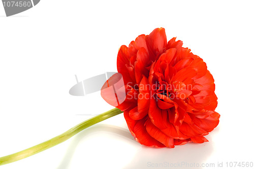 Image of Red tulip Flower bud on white
