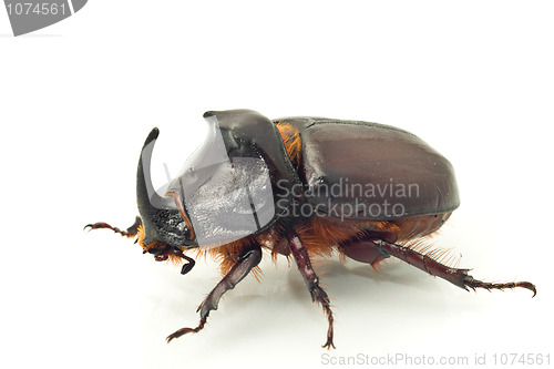 Image of Side macro view of rhinoceros or unicorn beetle