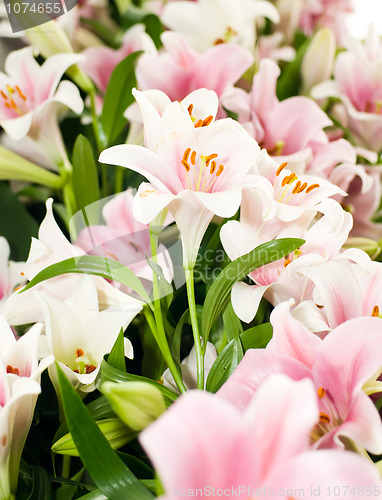 Image of White Lily from Keukenhof