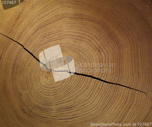 Image of slice of wood tree ring