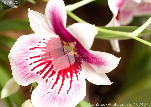 Image of Close-up of cymbidium orchid blossom