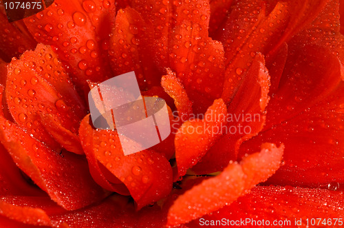 Image of Close-up of Red tulip bud with water droplets