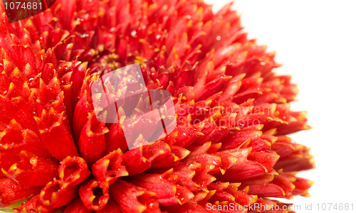 Image of flower bud of red dahlia