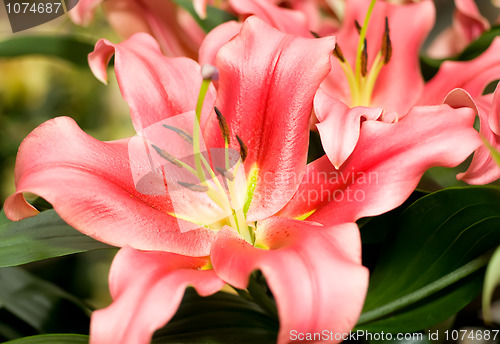 Image of Lily flower bud from Keukenhof