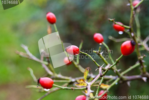 Image of Red berries