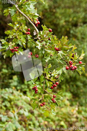 Image of Berries