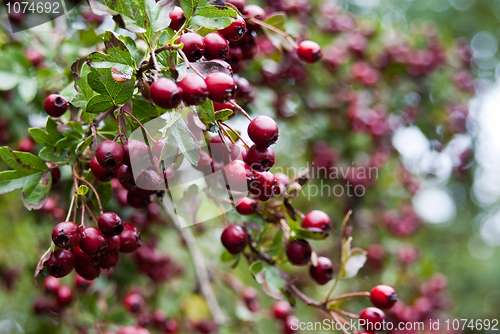 Image of Red Hawthorn berries