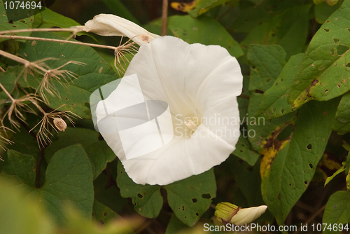 Image of Flower