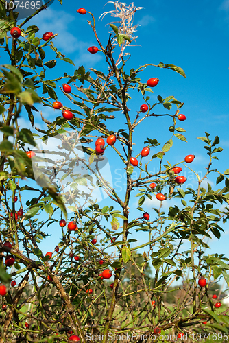 Image of Red Autumn Berries