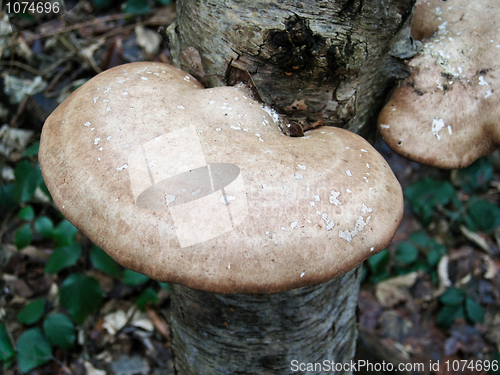 Image of Bracket Fungus