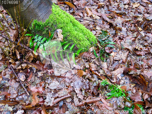 Image of forest floor