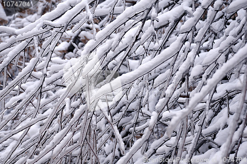 Image of Closeup Icy Tree Twigs