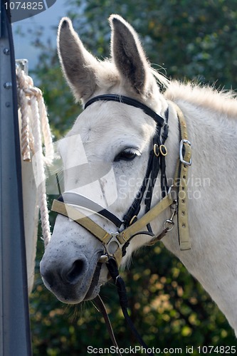 Image of Mule